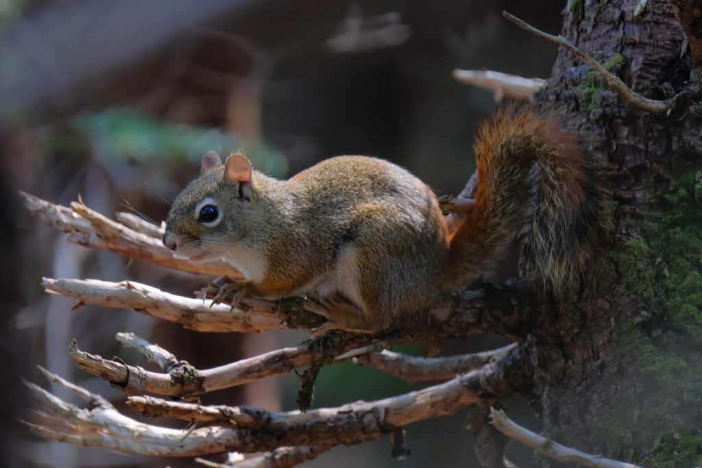 Eichhörnchen im Fundy Nationalpark