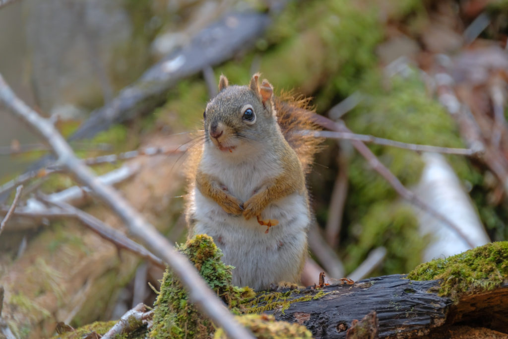 Eichhörnchen im Fundy Nationalpark