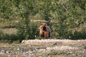 Grizzly Bär